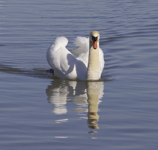 Cisne fuerte — Foto de Stock