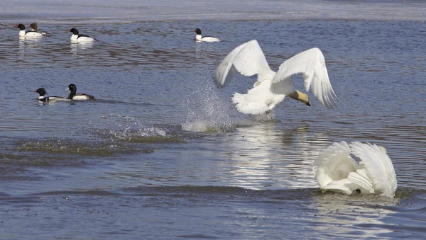 Les cygnes décollent de l'eau — Photo