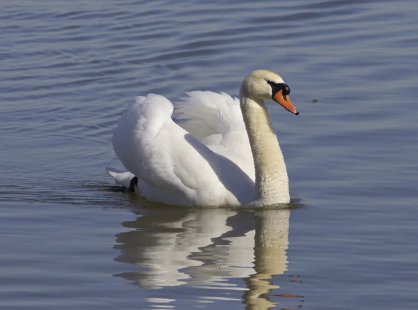 Jistý labuť — Stock fotografie