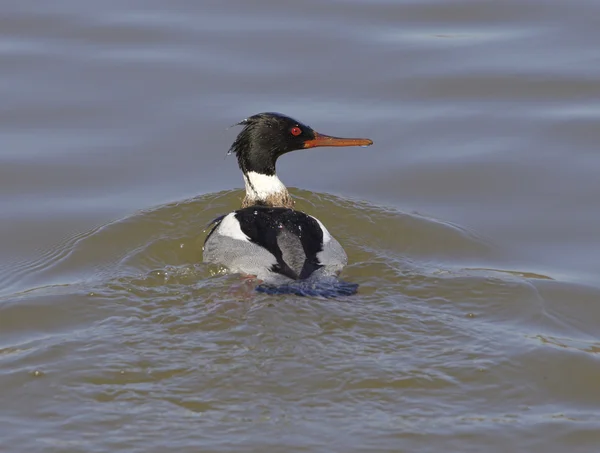 Merganser de peito vermelho vira para trás — Fotografia de Stock