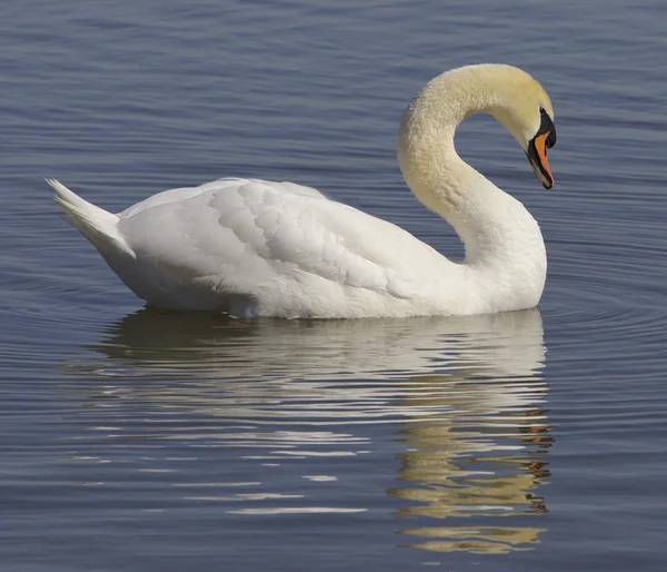 Beautiful  swan — Stock Photo, Image