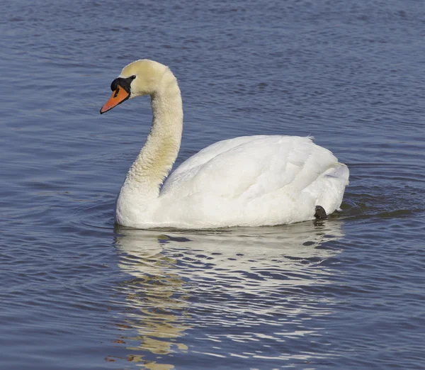 Mute swan — Stock Photo, Image