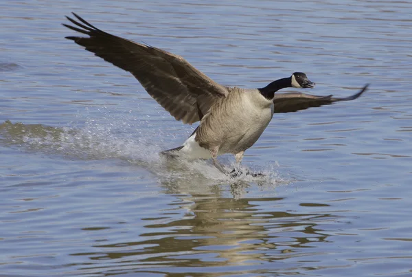 The landing of a goose — Stock Photo, Image