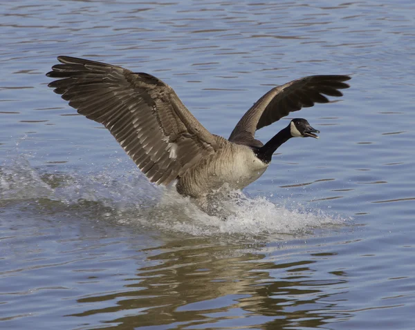 The landing goose — Stock Photo, Image