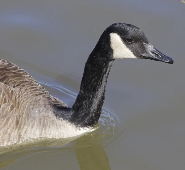 The thoughtful cackling goose — Stock Photo, Image