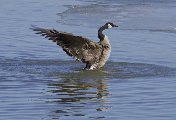 The cackling goose power — Stock Photo, Image