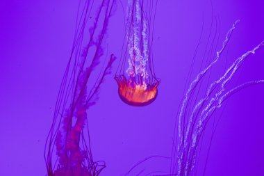 Beautiful jellyfish  clipart