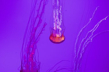 Amazing jellyfish clipart