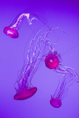 Amazing jellyfish background clipart