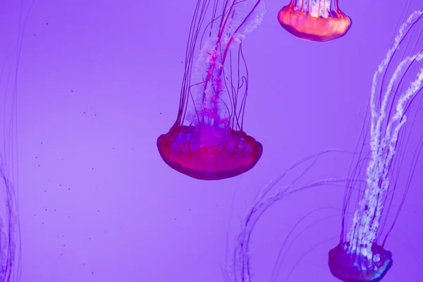 Three jellies — Stock Photo, Image