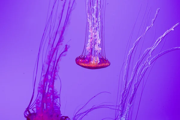 아름 다운 해파리 운동 — 스톡 사진