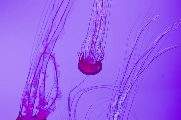 Jellies — Stock fotografie