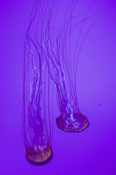 A pair of Pacific sea nettles — Stock Photo, Image