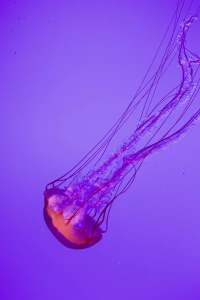 Una medusa. — Foto de Stock