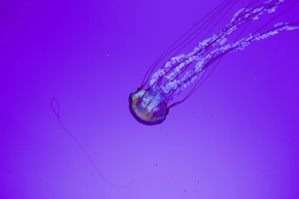 Movimiento de medusas — Foto de Stock