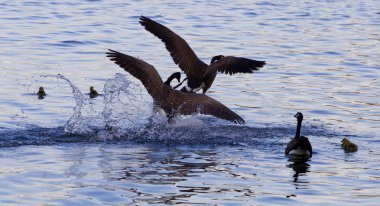 Aile için zorlu mücadele