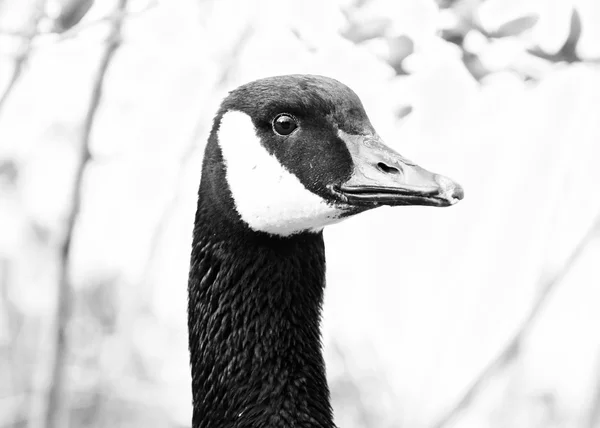 Strong confident goose — Stock Photo, Image