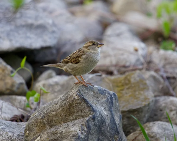 Den sparrow's prey — Stockfoto