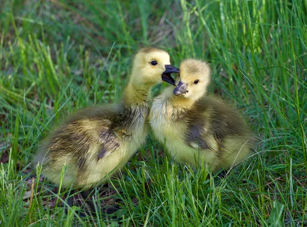 The young geese are kissing — Stock Photo, Image