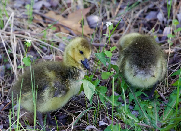 Cute young geese — Stock Photo, Image