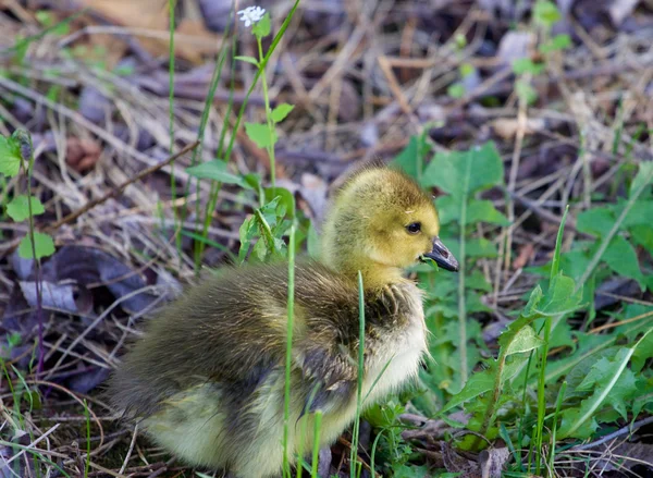 Cute chick is eating the grass — Stock Photo, Image