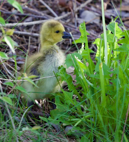 Mignon caquetage oie poussin — Photo