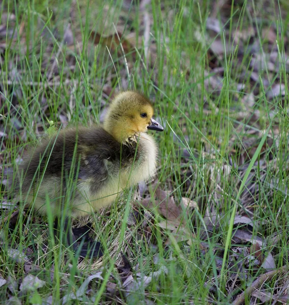 Serious chick — Stock Photo, Image