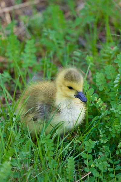 Poussin mignon dans l'herbe — Photo