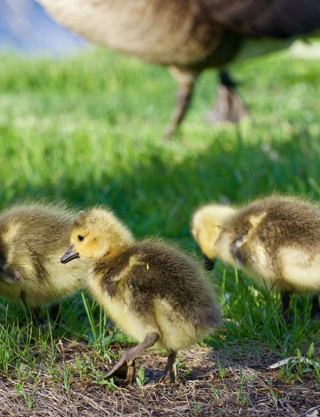 Piccole oche carine — Foto Stock