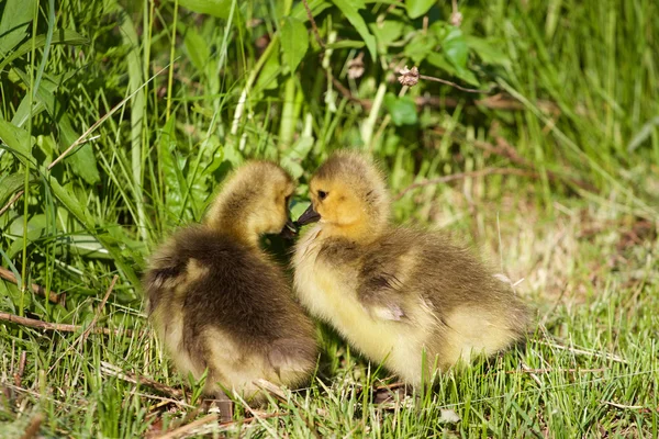 Young chicks are kissing — Stock Photo, Image