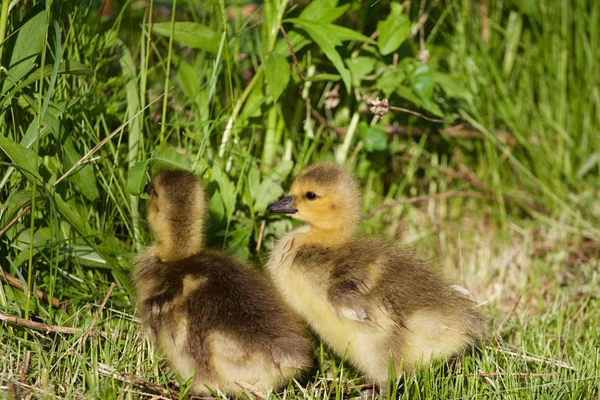 Very cute chicks on the grass — Stock Photo, Image