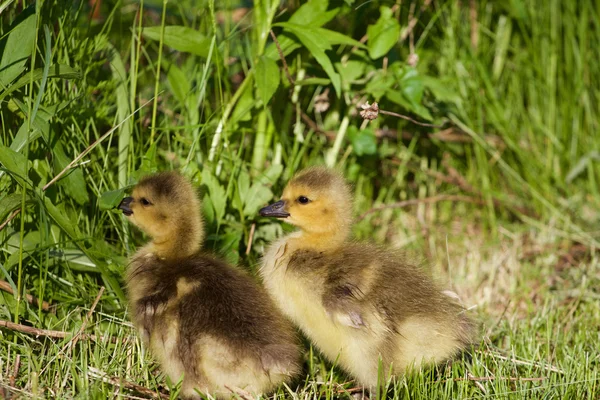 Cute pair of chicks — Stock Photo, Image