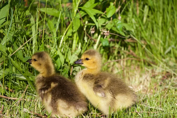 Two young geese are eating — Stock Photo, Image