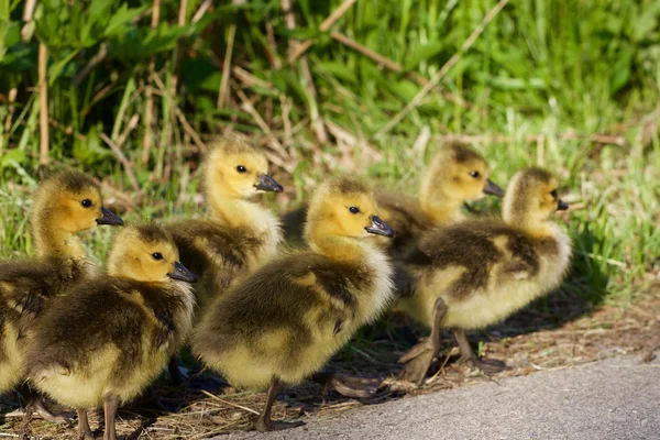 Six poussins mignons — Photo