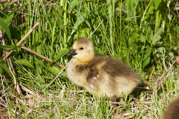 Poussin mignon prend un bain de soleil — Photo