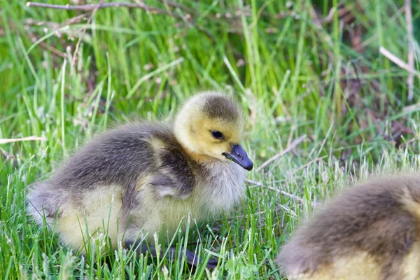 Chick close-up — Stock Photo, Image