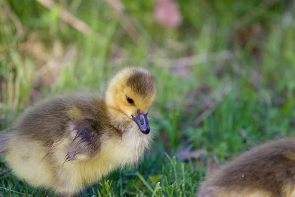 Cute chick of a cackling goose close-up — Stock Photo, Image