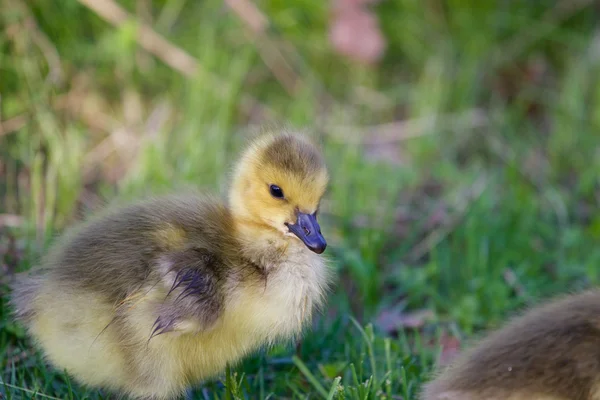 Cute chick close-up — Stock Photo, Image