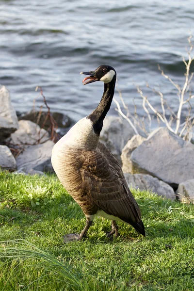 Rädsla för en gås — Stockfoto