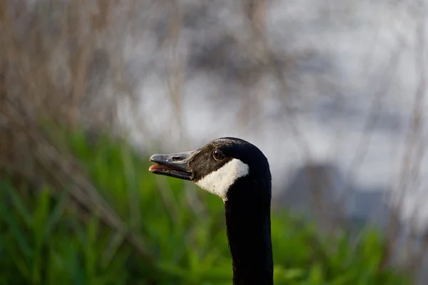 A félelem — Stock Fotó