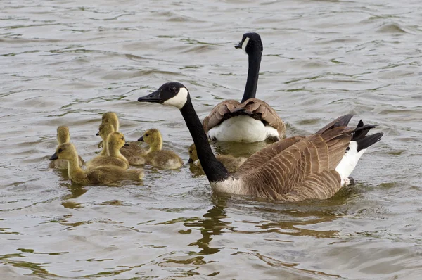 La protection d'une famille — Photo