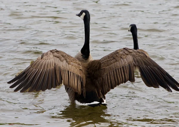 Beautiful strong goose is hiding his children — Stock Photo, Image