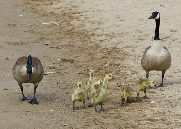 Poussin drôle imite ses parents — Photo