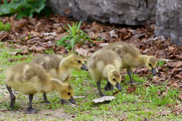 Suche — Stockfoto