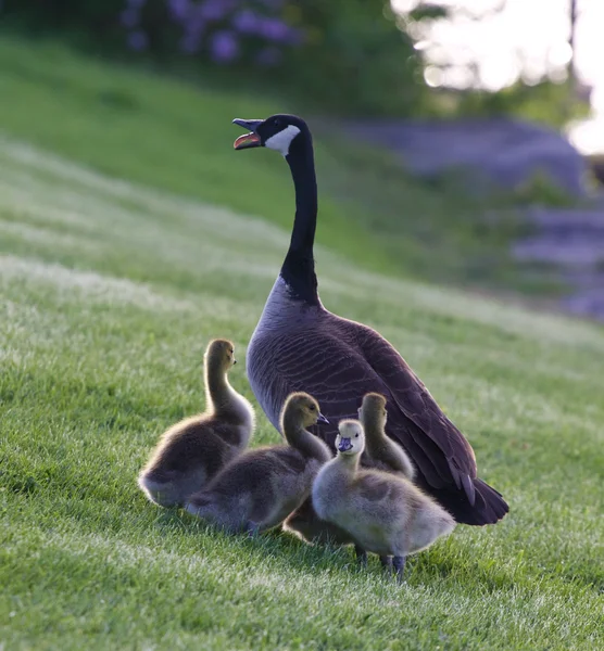 Mother-goose protects her children from the dog — Stock Photo, Image