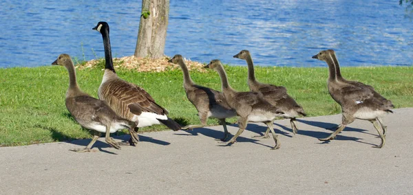 The cackling geese are running — Stock Photo, Image