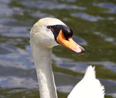 Erkek sessiz kuğu gölde close-up