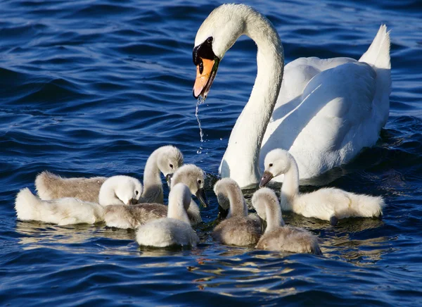 A mãe-cisne ajuda seus filhotes a obter as algas do lago — Fotografia de Stock