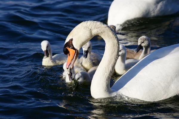 El cisne mudo está recibiendo la comida para sus hijos. —  Fotos de Stock