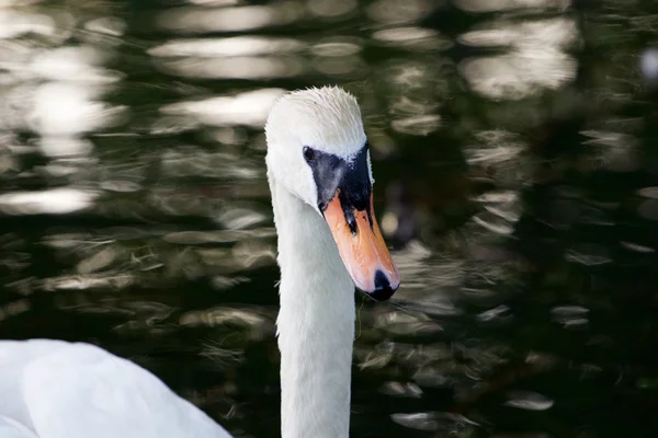 The close-up of the mute swan female — Stock Photo, Image